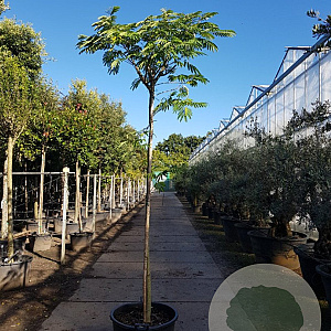 Albizia julibrissin 200 cm stam container 16-18 leiboom