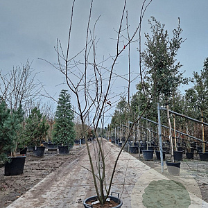 Amelanchier lamarckii 200-225 cm container