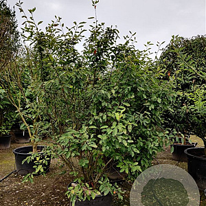 Amelanchier lamarckii 200-225 cm container