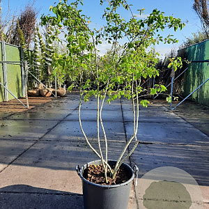 Amelanchier lamarckii 200-250 cm container spil