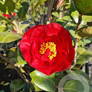 Camellia japonica 100-125 cm 15L