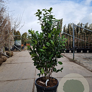 Camellia japonica 100-125 cm 35L extra