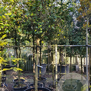 Camellia japonica 180 cm stam container 20-25