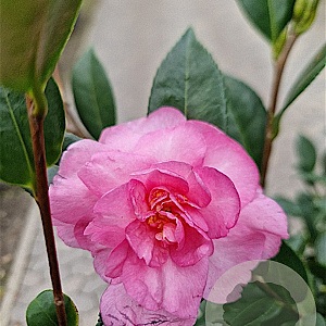 Camellia sasanqua 150-175 cm 30L