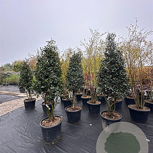 Camellia sasanqua 200-250 cm container meerstammig