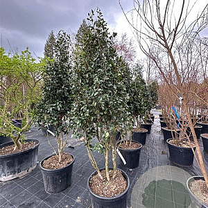 Camellia sasanqua 200-250 cm container meerstammig