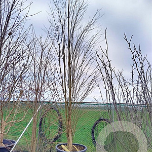 Cercidiphyllum japonicum 250-300 cm container meerstammig