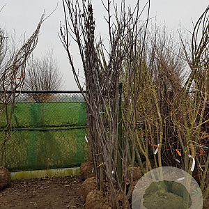 Cercis siliquastrum 250-300 cm draadkluit meerstammig 4 X verplant extra