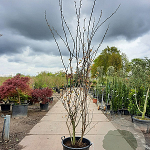 Cercis siliquastrum 250-300 cm container meerstammig