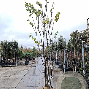 Cercis siliquastrum 300-350 cm draadkluit meerstammig solitair