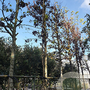 Cercis siliquastrum 'Alba' 200 cm stam container 20-25 leiboom