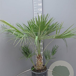 Chamaerops humilis 70-90 cm 9L