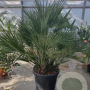 Chamaerops humilis 100-125 cm cont. 65L