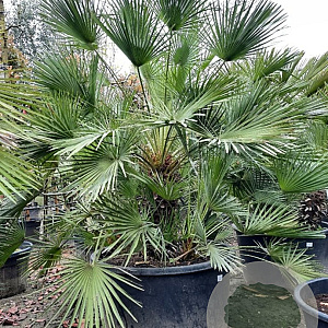Chamaerops humilis 150-175 cm container meerstammig