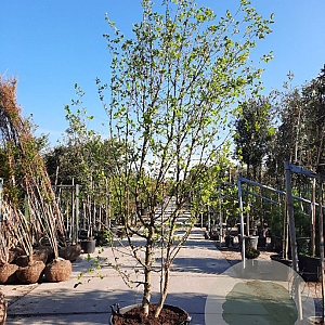 Chionanthus virginicus 300-350 cm container meerstammig