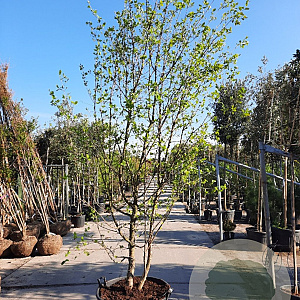 Chionanthus virginicus 300-350 cm container meerstammig
