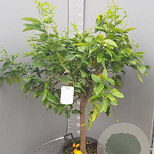 Citrus bergamia 100-110 cm 20L stam