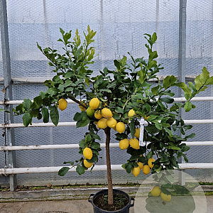 Citrus limon 100-110 cm 20L stam