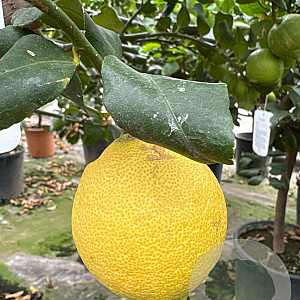 Citrus limon 100-110 cm 20L stam