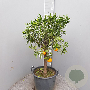 Citrus reticulata 100-110 cm 20L stam