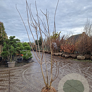 Cotinus coggygria 200-250 cm draadkluit meerstammig