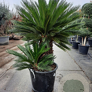 Cycas revoluta 50 cm stam container