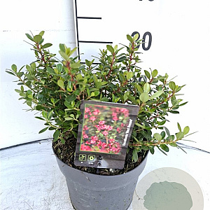 Escallonia 'Red Dream' 30-40 cm 3,0L