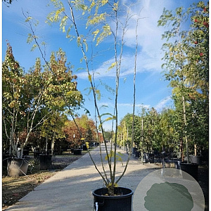 Gleditsia triacanthos inermis 250-300 cm container meerstammig