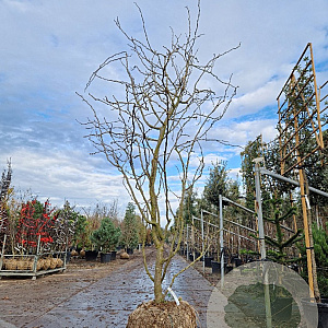 Gleditsia triac. 'Sunburst' 400-450 cm draadkluit