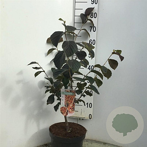 Hamamelis int. 'Jelena' 60-80 cm 7,5L