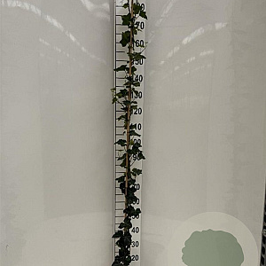 Hedera hibernica 175-200 cm 3,0L met stok