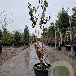 Heptacodium miconioides 125-150 cm container meerstammig