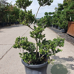 Ilex crenata 80-100 cm container pompon
