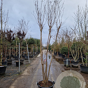 Lagerstroemia indica 250-300 cm container meerstammig