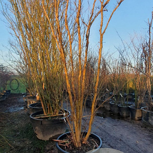 Lagerstroemia indica 350-400 cm container meerstammig