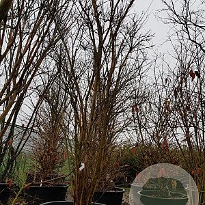 Lagerstroemia indica 350-400 cm container meerstammig