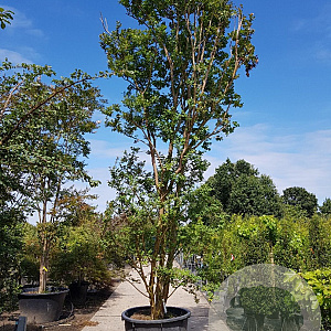 Lagerstroemia indica 500-550 cm container meerstammig