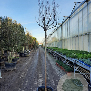 Lagerstroemia indica 180 cm stam container 12-14 leiboom