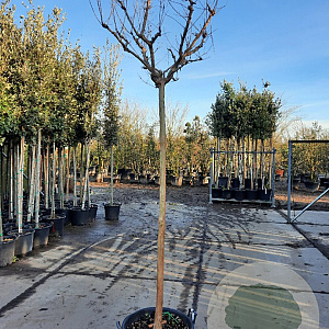 Lagerstroemia indica 180 cm stam container 14-16