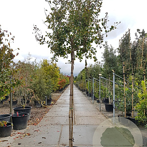 Lagerstroemia indica 200 cm stam container 10-12 lei 150x120