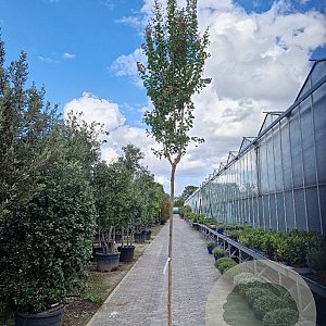 Lagerstroemia indica 200 cm stam container 10-12 lei 150x120