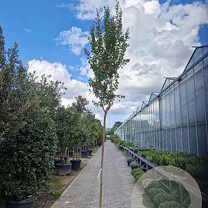 Lagerstroemia indica 200 cm stam container 10-12 lei 150x120