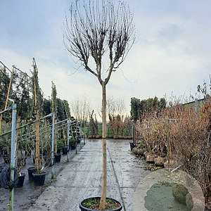 Lagerstroemia indica 200 cm stam container 20-25 leiboom
