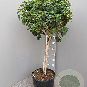 Lantana camara 100-110 cm 20L stam