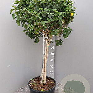 Lantana camara 100-110 cm 20L stam