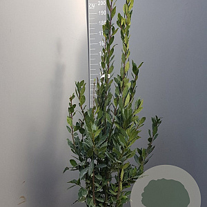 Laurus nobilis 125-150 cm 10L