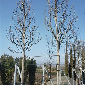 Magnolia kobus 200 cm stam container 20-25 leiboom