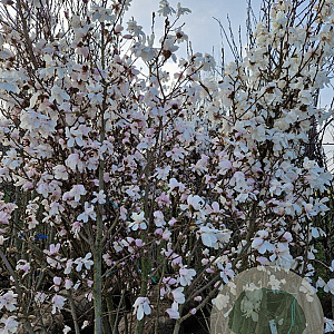 Magnolia loebneri 'Merrill' 250-300 cm container meerstammig