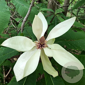 Magnolia tripetala 150-175 cm draadkluit meerstammig lage bol