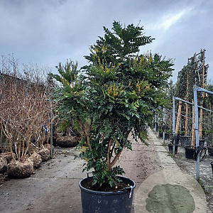 Mahonia media 'Charity' 200-250 cm container meerstammig extra